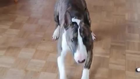 Funny dog is dancing around house. Barney Bullterrier is realy funny dog.