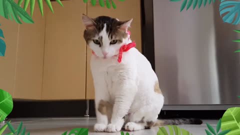 FUNNY CAT VIDEO SO QWIST CAT 😺🐈🌟