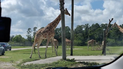 Lion Country Safari Giraffes VID_20220419_112019