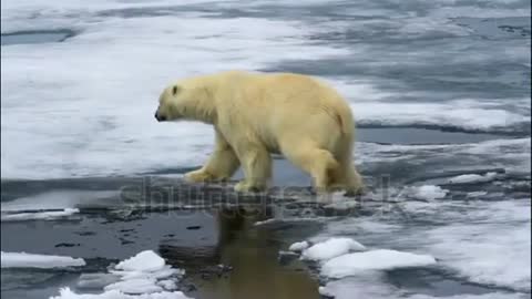 Ice breaks under Polar Bear Feets, Arctic Sea, Svalbard