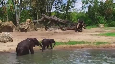 Cute Baby Elephant Takes A Bath at Disney's Animal Kingdom #Shorts