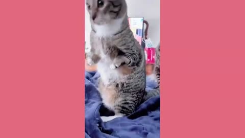 Funny animals - Funny cats and dogs - Funny animal videos 2024