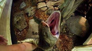Curioso lagarto gigante intenta comerse una cámara GoPro