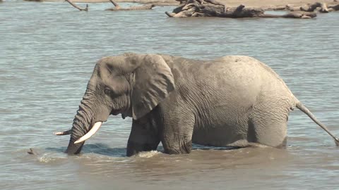 african elephant bull adult lone walking moving wading dry season in water