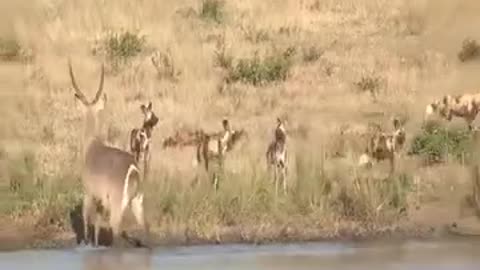 Oryx Tries Saving Her Baby from Wild Dogs, But Fail - Animal Fighting