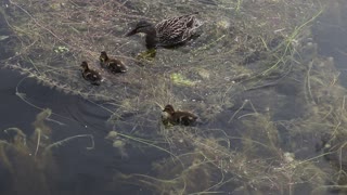 Baby Ducks and Mom eating... Sooo Cute :)