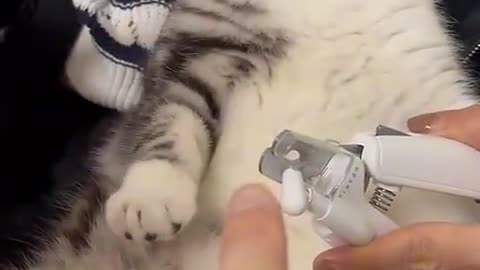 Pet_brush_funny_videos, viral video