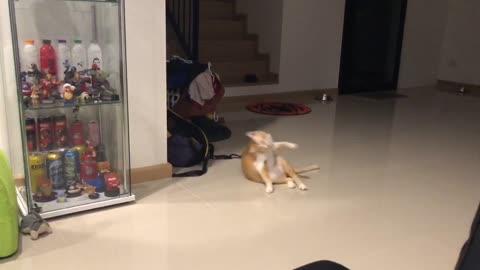 Cat Knows A Cool Trick