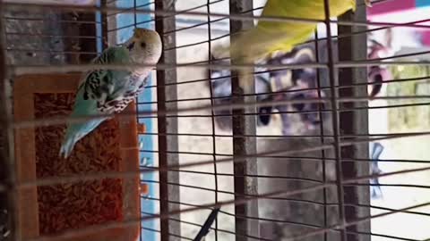 My bird's