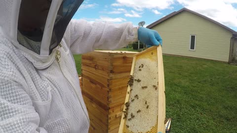 July 1, 2024 Hive Inspection Part II