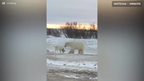 Urso polar curioso tenta fazer amizade com cão