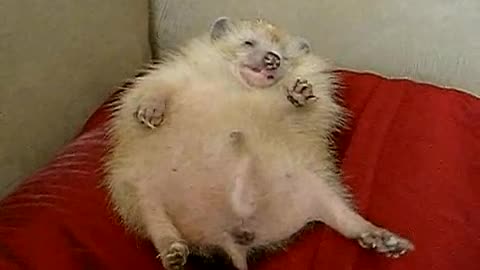 Have you ever seen a hedgehog dream cute video