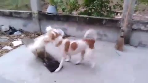 Dog Vs chicken fight till the dog gave up. try not to laugh