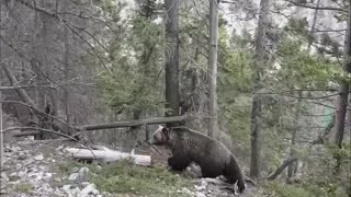 Grizzly Casually Passes By Tourists In The Woods
