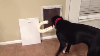 Dog struggles to fit giant bone through door