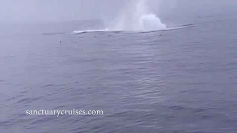 Humpback Whale Breaches on Monterey Bay Kayakers