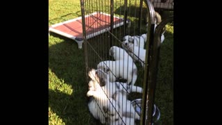 Great Pyrenees Litter Day 27 - By the Barn