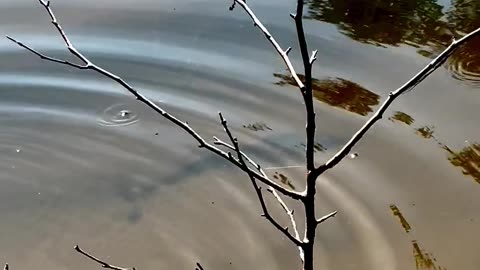 Bass catches grasshopper