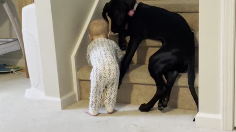 Protective Pup Keeps Kid From Climbing