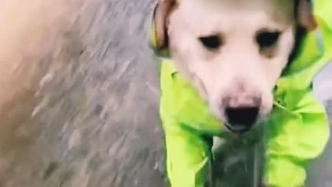 Cutest funny dogs are getting play in the rain