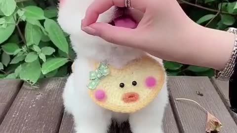 Cute dog video entertaining video