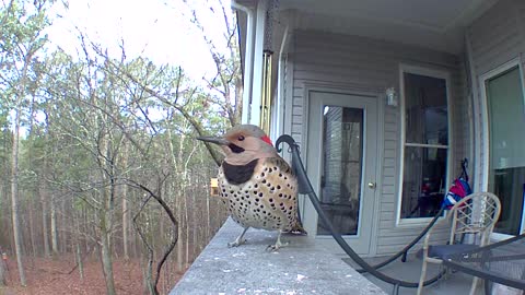 Northern Flicker Up close