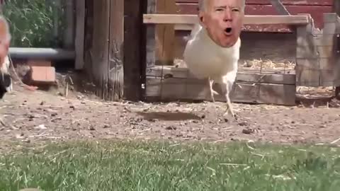 Who Let Biden Out Of The Hen House?