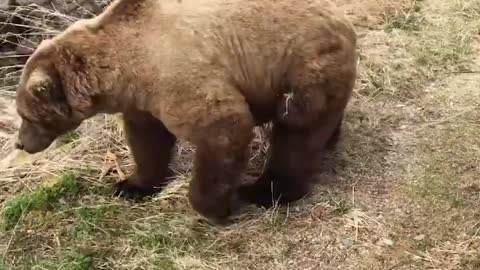 Curious Bear Decides To Hang Out Right Outside This Cabin