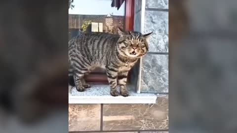 Funny cats talking fluently