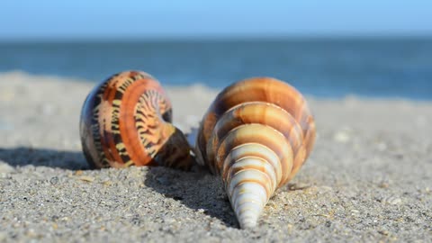 Empty shells on the beach