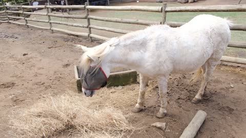 A Young Horse Eating Hays In The Horse Yard