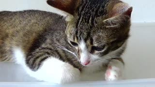 Cute Kitten Jumps Down from a Box