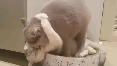 Cat very nice kiss videos viral