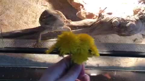 The lizard is addicted on dandelions