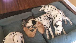 Sweet moment of cuteness between dalmatians & foster kittens