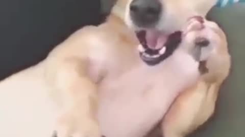 See how the dog prepares to sneeze