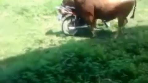 Elephant Tries To 😜Ride A Motorcycle!