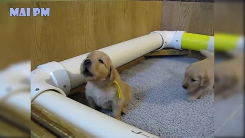 How Best Of Cute Golden Retriever Puppies Compilation Broke The Internet