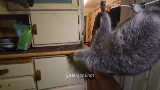 Kherson the racoon engages in tactical training