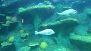 Sydney sealife