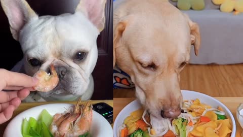 Labrador puppies eating food healthy Life tips #labrador