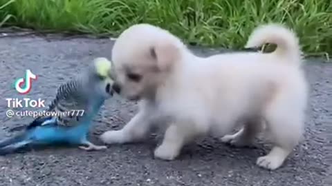 Cutest Puppy will make you smile