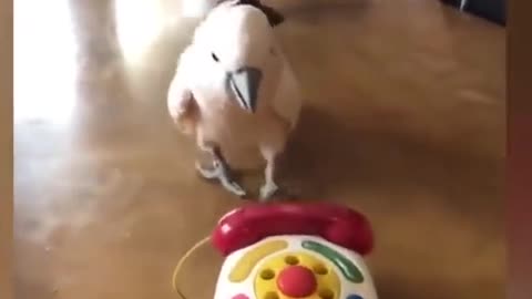 The new video Parrot talking on the phone is very funny