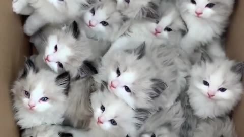 Cute kittens 🙂😍