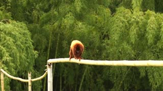Hairy Monkey Cross Out High Branch For banans