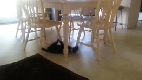 Crazy cat training
