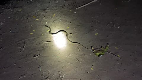 Snake at the Ashram on Makara Sankranti