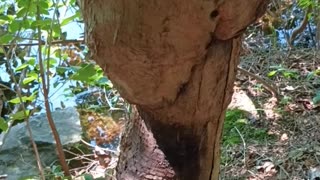 Beaver Chewed Tree