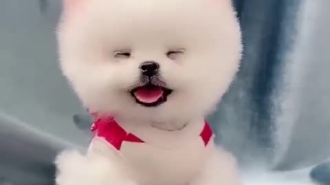 Top Funny Cute Dog Videos and TIKTOK Compilation