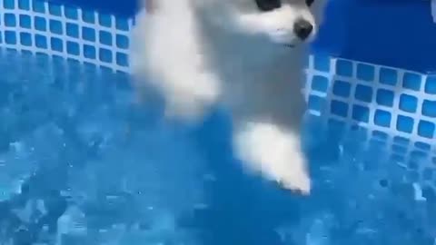 Dog traning in swimming